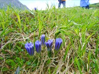 синие цветы в долине 7 озер высота 2500